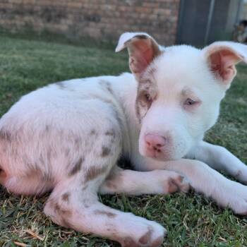 Phoenix -  Catahoula Leopard Dog and Australian Shepherd Dog for Adoption in Weatherford, Texas - Phoenix | PetCurious