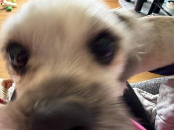 Havanese Dogs Available for Adoption in Plymouth, Michigan - Frankie | PetCurious