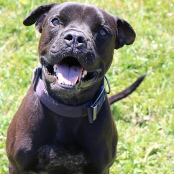 Boxer Dogs Available for Adoption in La Grande, Oregon - Dale | PetCurious