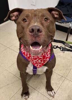 Uno -  Pit Bull Terrier and Mastiff Dog for Adoption in Lapeer, Michigan - Uno | PetCurious