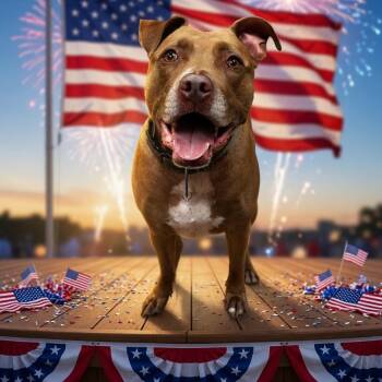 Corey aka Bershey -  Pit Bull Terrier and Mixed Breed Dog Available for Adoption in Hinesville, Georgia - Corey Aka Bershey | PetCurious