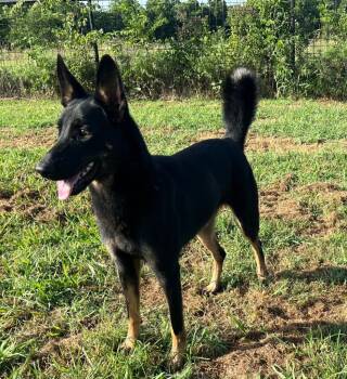 Nova -  Belgian Shepherd Malinois Dog for Adoption in Farmersville, Texas - Nova | PetCurious