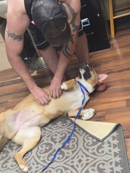 Minnie -  Shepherd Dog Available for Adoption in Dallas, Texas - Minnie | PetCurious
