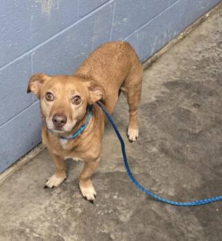 Boogey -  Dachshund Dog Available for Adoption in Evansville, Indiana - Boogey | PetCurious