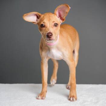 Takis -  Chihuahua Dog for Adoption in Palm Springs, California - Takis | PetCurious