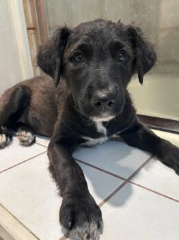 WAGS -  Shepherd and Black Labrador Retriever Dog for Adoption in El Cajon, California - WAGS | PetCurious