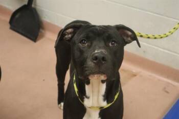 Rescue Mixed Breed Dogs for Adoption in Columbia, South Carolina - FREDDY | PetCurious