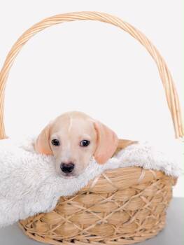 Carmel -  Dachshund and Chiweenie Dog for Adoption in San Diego, California - Carmel | PetCurious