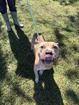 Dragon -  Pit Bull Terrier Dog for Adoption in Valdosta, Georgia - Dragon | PetCurious