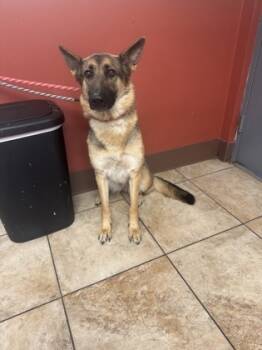 Rescue Mixed Breed Dogs for Adoption in Cincinnati, Ohio - Patutie | PetCurious