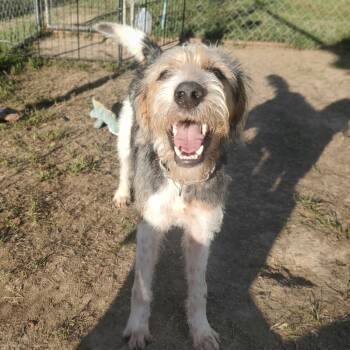 Rescue Mixed Breed Dogs for Adoption in Fredericksburg, Virginia - Marble | PetCurious