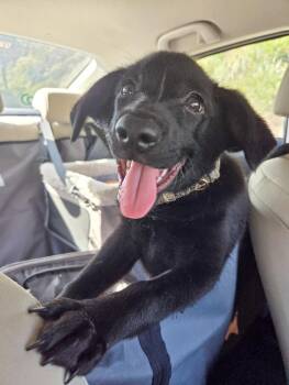 Dolores -  German Shepherd Dog and Chihuahua Dog for Adoption in West Hollywood, California - Dolores | PetCurious