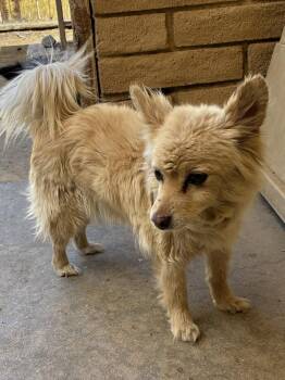 Silly -  Spaniel Dog for Adoption in Apple Valley, California - Silly | PetCurious