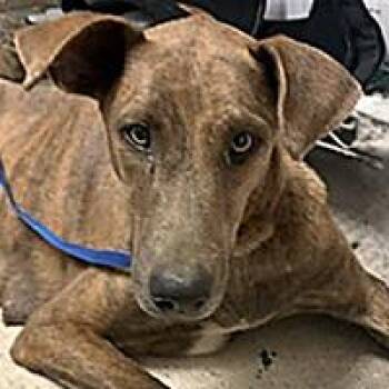 Momma - WAITING FOR HER FOREVER HOME -  Doberman Pinscher Dog for Adoption in Thousand Oaks, California - Momma - WAITING FOR HER FOREVER HOME | PetCurious