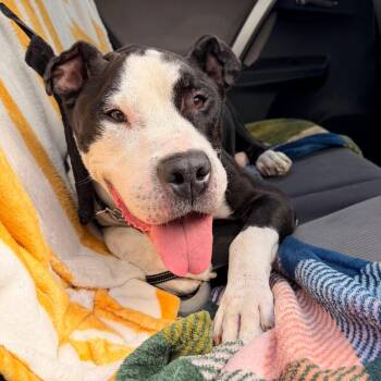 Adam -  Mixed Breed Dog for Adoption in Philadelphia, Pennsylvania - Adam | PetCurious