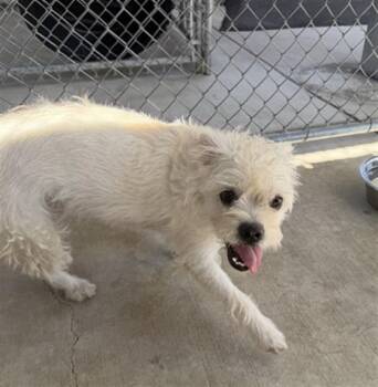 PEACH -  Terrier and Mixed Breed Dog for Adoption in Redlands, California - PEACH | PetCurious
