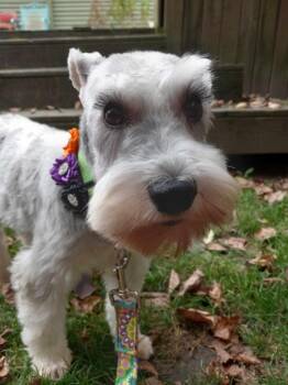 Rescue Miniature Schnauzer Dogs for Adoption in Toledo, Ohio - Daisy | PetCurious