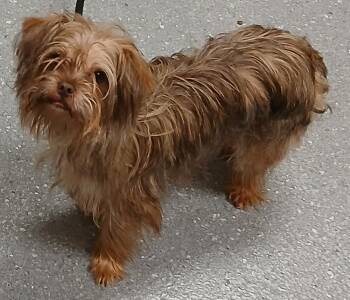 Toto -  Yorkshire Terrier Dog for Adoption in Greenfield, Indiana - Toto | PetCurious