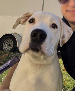 Rescue American Staffordshire Terrier and Pit Bull Terrier Dogs for Adoption in Thomasville, North Carolina - Gus | PetCurious