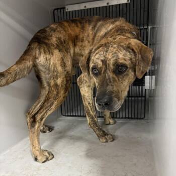 Beans -  Black Mouth Cur and Hound Dog for Adoption in Beaumont, Texas - Beans | PetCurious