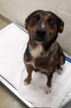 MANATEE -  Catahoula Leopard Dog and Mixed Breed Dog for Adoption in St. Louis, Missouri - MANATEE | PetCurious