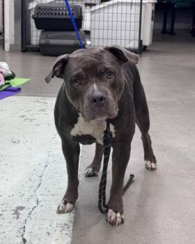 A2091423 -  Staffordshire Bull Terrier Dog for Adoption in Houston, Texas - A2091423 | PetCurious