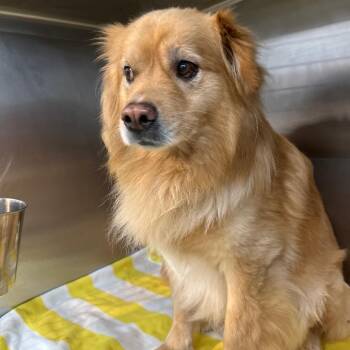 Arlo -  Chow Chow and Mixed Breed Dog for Adoption in Abilene, Texas - Arlo | PetCurious