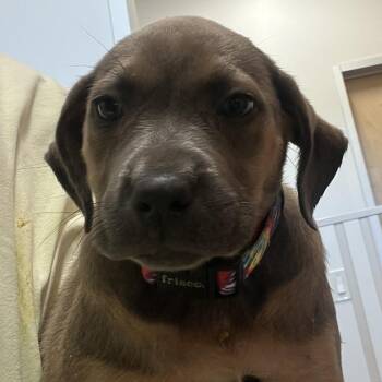 Labrador Retriever and Mixed Breed Dogs Available for Adoption in Austin, Texas - Ariat | PetCurious