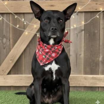 Marge -  Terrier Dog for Adoption in Lubbock, Texas - Marge | PetCurious