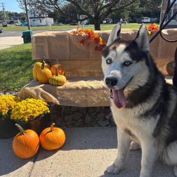 Draco -  Husky Dog for Adoption in Newark, New Jersey - Draco | PetCurious