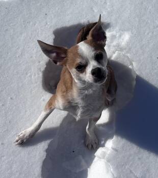 Chihuahua Dogs Available for Adoption - Duke Dunkin | PetCurious