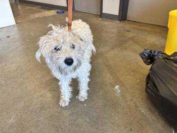 Poodle and Mixed Breed Dogs Available for Adoption in Ontario, California - ALLIE | PetCurious