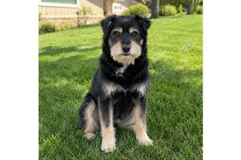 Warthog -  Miniature Schnauzer and Mixed Breed Dog for Adoption in Palo Alto, California - Warthog | PetCurious