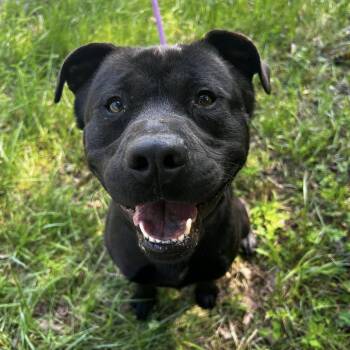 Pit Bull Terrier and Labrador Retriever Dogs Available for Adoption in Andersonville, Tennessee - Americano | PetCurious