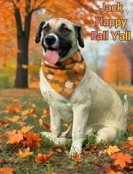 Rescue Black Mouth Cur and Anatolian Shepherd Dogs for Adoption in Grove, Oklahoma - Jack | PetCurious