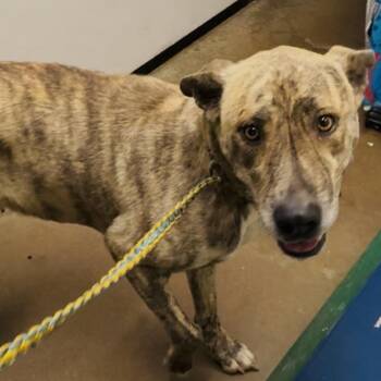 Mixed Breed Dogs Available for Adoption - Adele | PetCurious