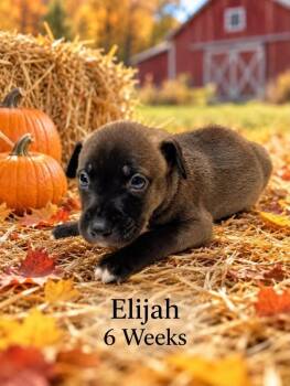 Elijah -  Terrier Dog for Adoption in Walker, Louisiana - Elijah | PetCurious
