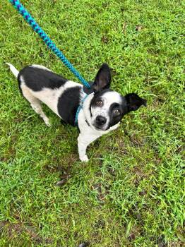 Rescue Mixed Breed Dogs for Adoption in Madison, Georgia - Cami | PetCurious