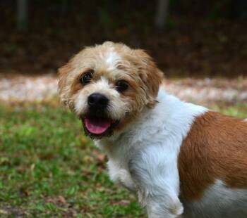 Flounder -  Terrier and Lhasa Apso Dog for Adoption in Willingboro, New Jersey - Flounder | PetCurious