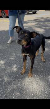 Daisy -  Mixed Breed Dog for Adoption in Wantagh, New York - Daisy | PetCurious