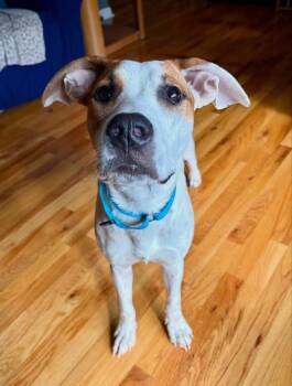 Greta -  Mixed Breed Dog for Adoption in Highland, New York - Greta | PetCurious