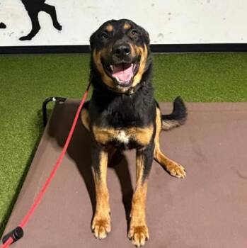 Rocco -  Rottweiler Dog for Adoption in Naperville, Illinois - Rocco | PetCurious