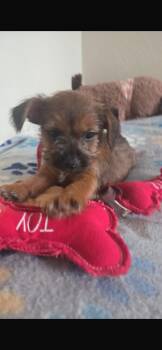 Yorkshire Terrier and Chihuahua Dogs Available for Adoption in Virginia Beach, Virginia - Ruli | PetCurious