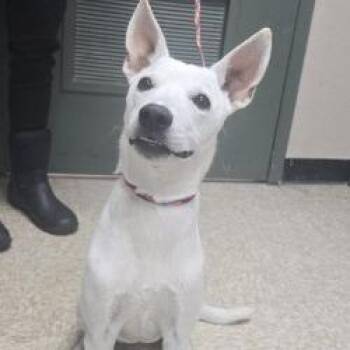 Jack Russell Terrier Dogs Available for Adoption - DOG 04/11/2026 | PetCurious