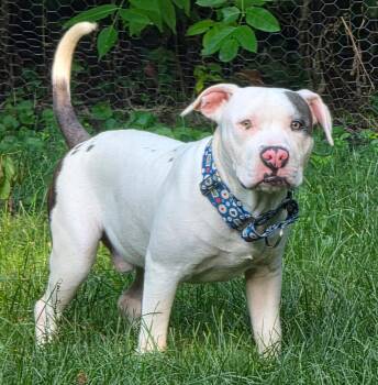 Joe Bob -  American Staffordshire Terrier Dog for Adoption in Wheaton, Illinois - Joe Bob | PetCurious