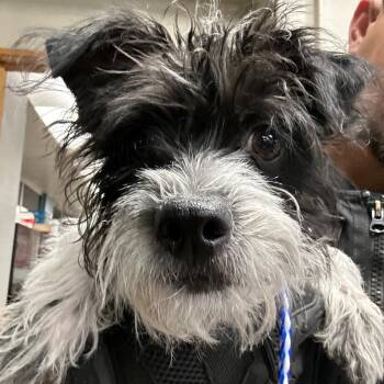 Rescue Shih Tzu and Terrier Dogs for Adoption in Victorville, California - Oreo #0605 (1005) | PetCurious