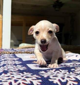 Deedee -  Chihuahua and Mixed Breed Dog for Adoption in Visalia, California - Deedee | PetCurious