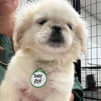 Jake -  Pekingese Dog for Adoption in Normal, Illinois - Jake | PetCurious