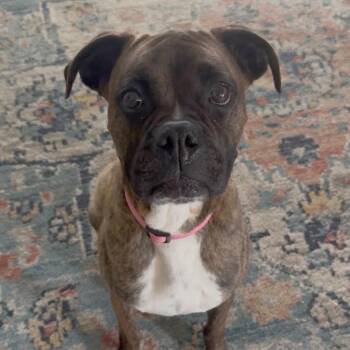 Boxer Dogs Available for Adoption in Pleasanton, California - Penny | PetCurious