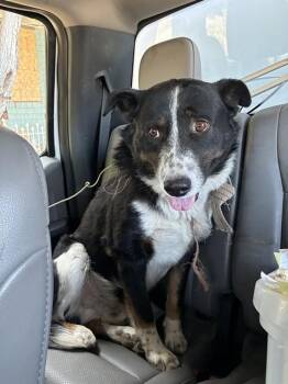 Australian Cattle Dog Blue Heeler Dogs Available for Adoption in Stockton, California - CAPONE | PetCurious